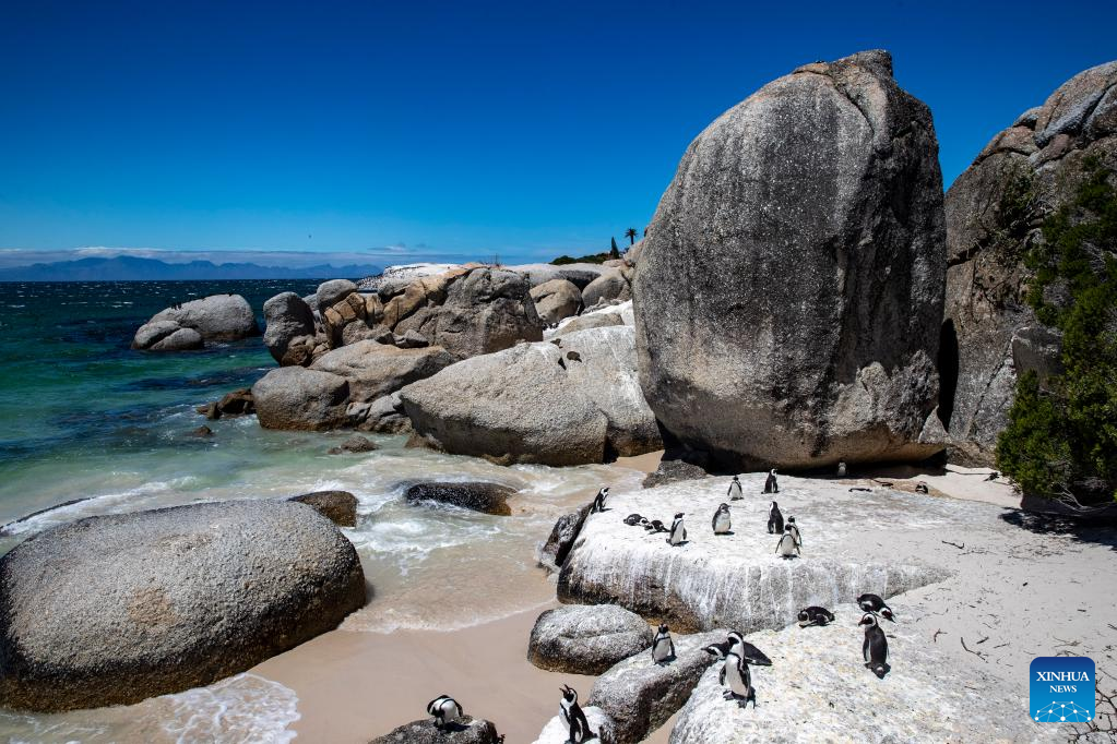 African penguins seen in South Africa