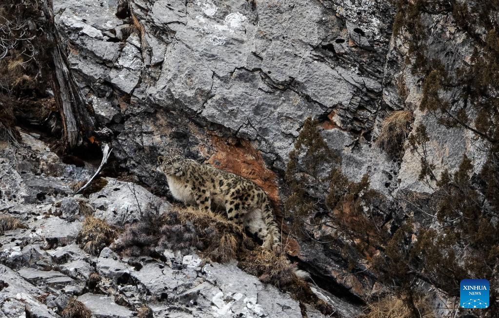 Snow leopard pictured in NW China