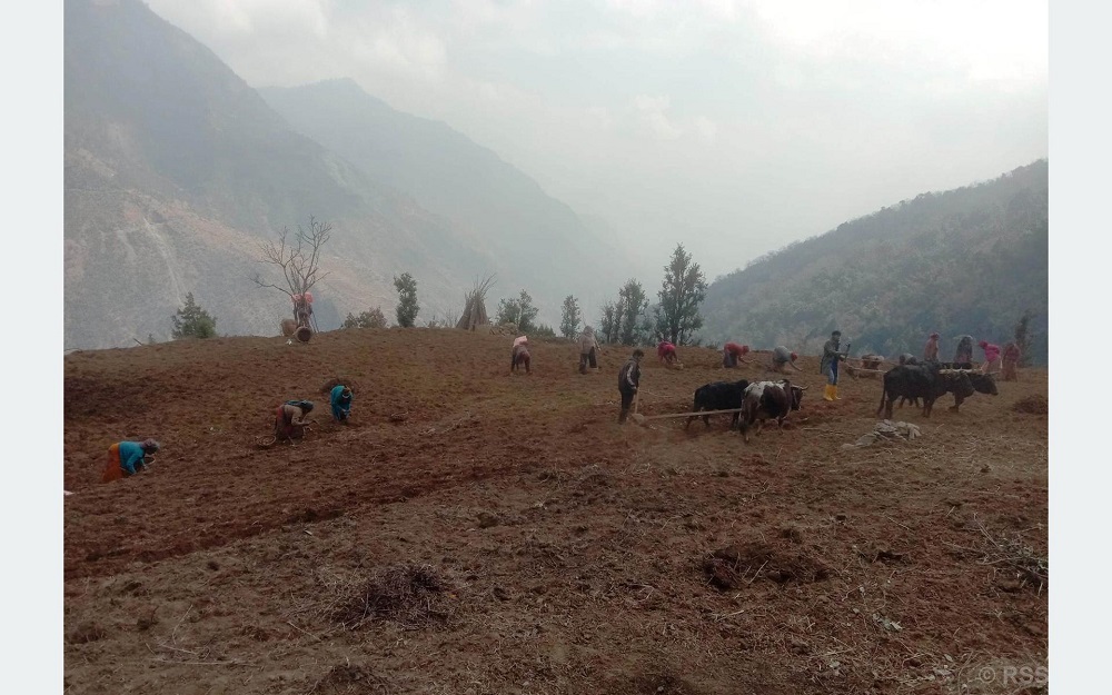 Myagdi farmers find their calling in potato cultivation