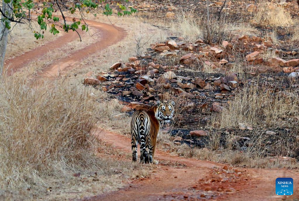 Wildlife at Panna National Park in India