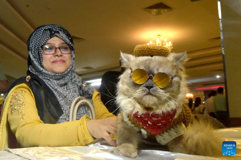 In Pics: Cat ramp show held in Bangladesh