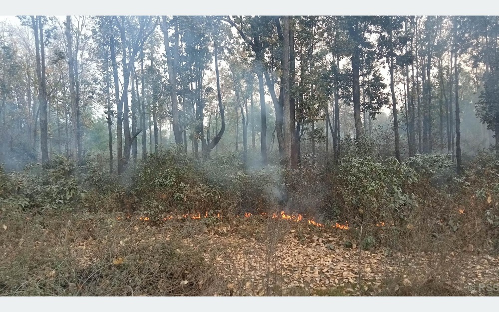 Fires destroy forests in Mahottari