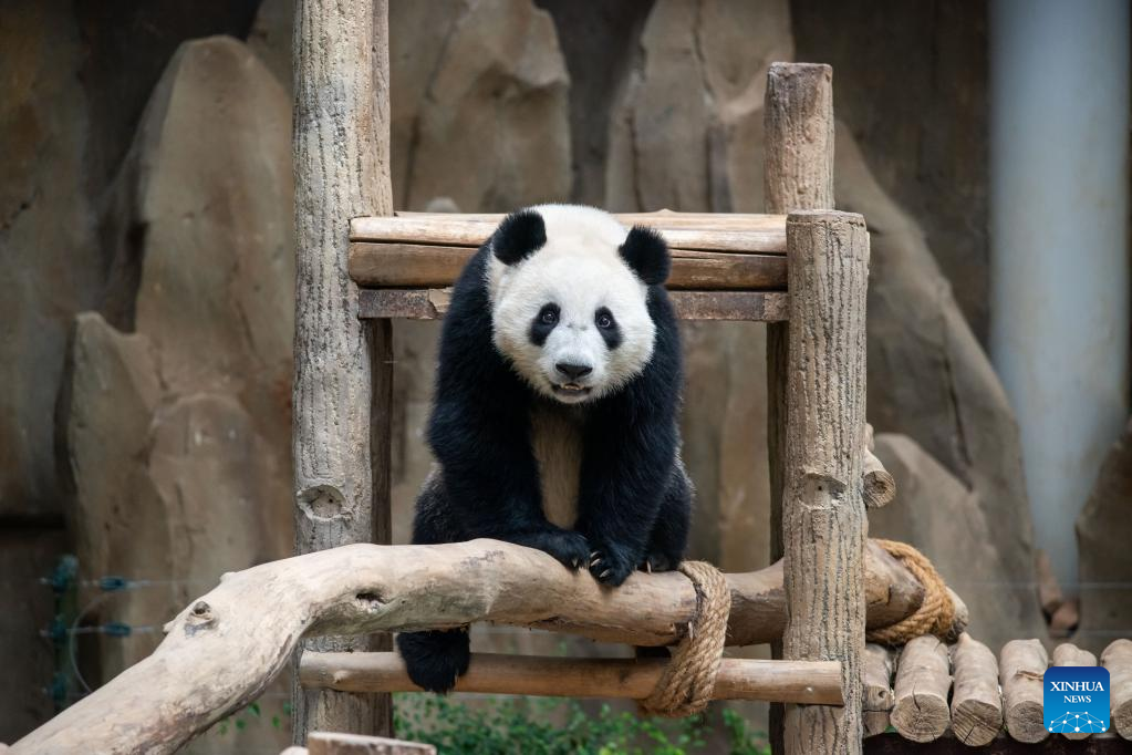 In Pics: Giant panda family in Kuala Lumpur