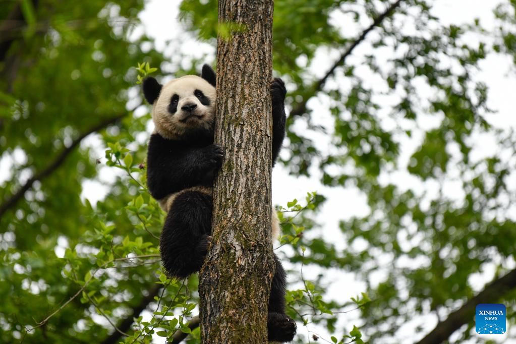 In Pics: Giant pandas in Chengdu, SW China