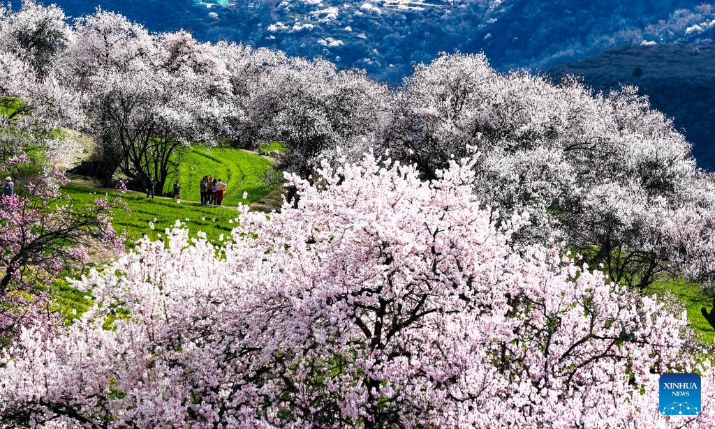 Peach blossoms in Suosong Village