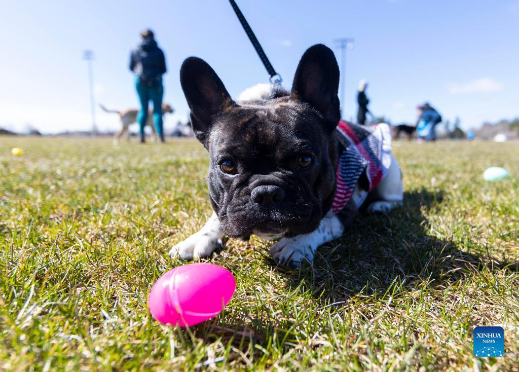 2023 Easter Egg Hunt for Dogs