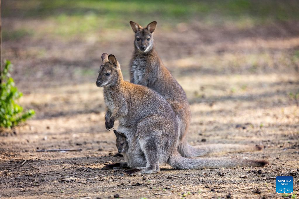 Wallabies pictured at Osijek Zoo, Croatia