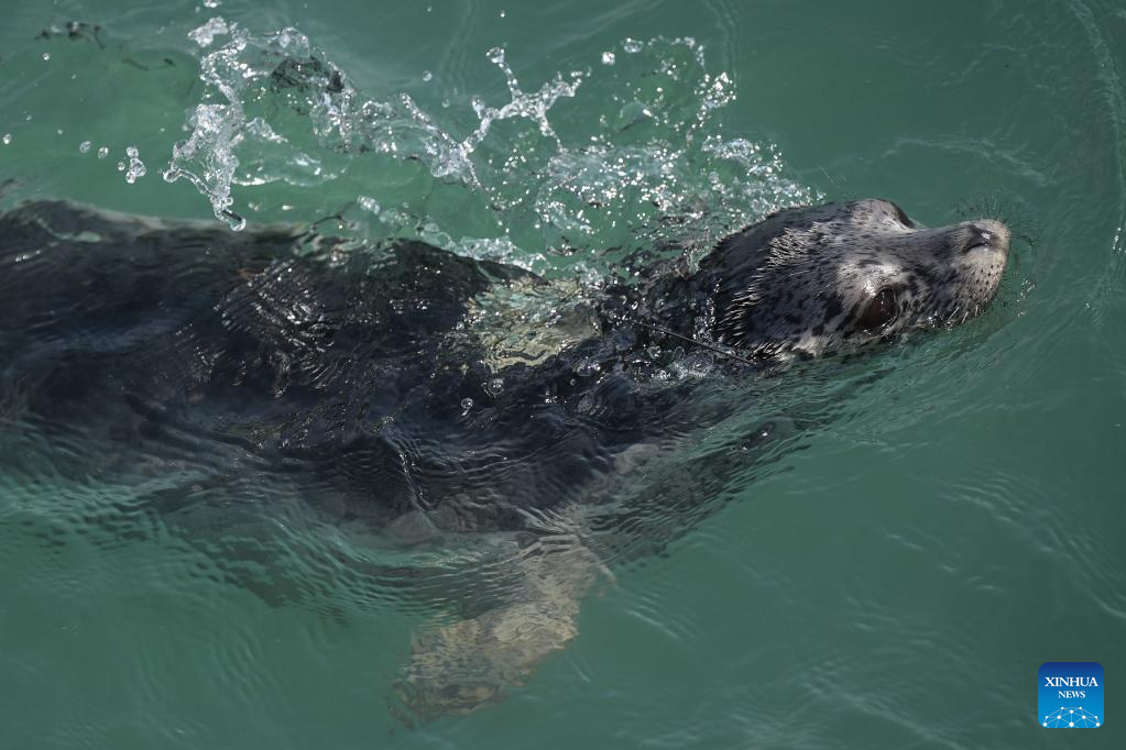 Spotted seals released into sea