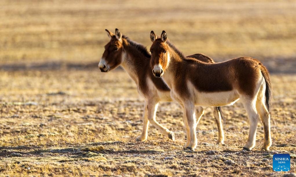 A look at “paradise of wild animals”