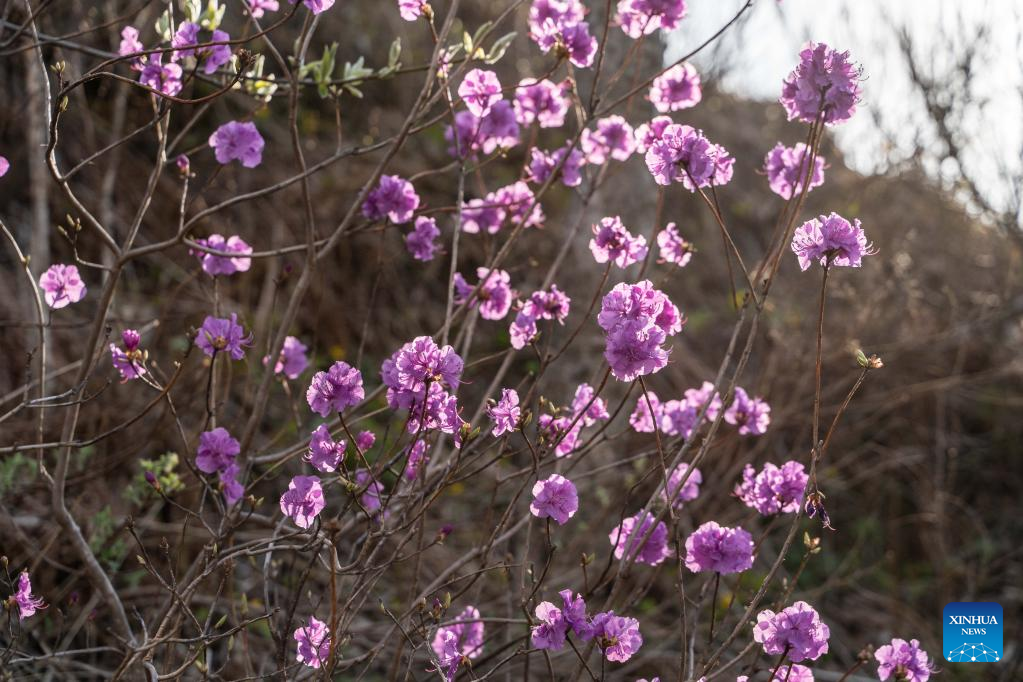 Scenery of blooming flowers in Vladivostok, Russia