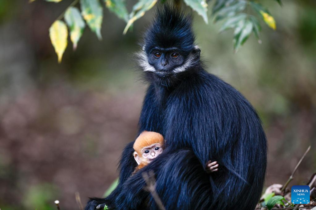 Francois’ leaf monkeys seen in SW China