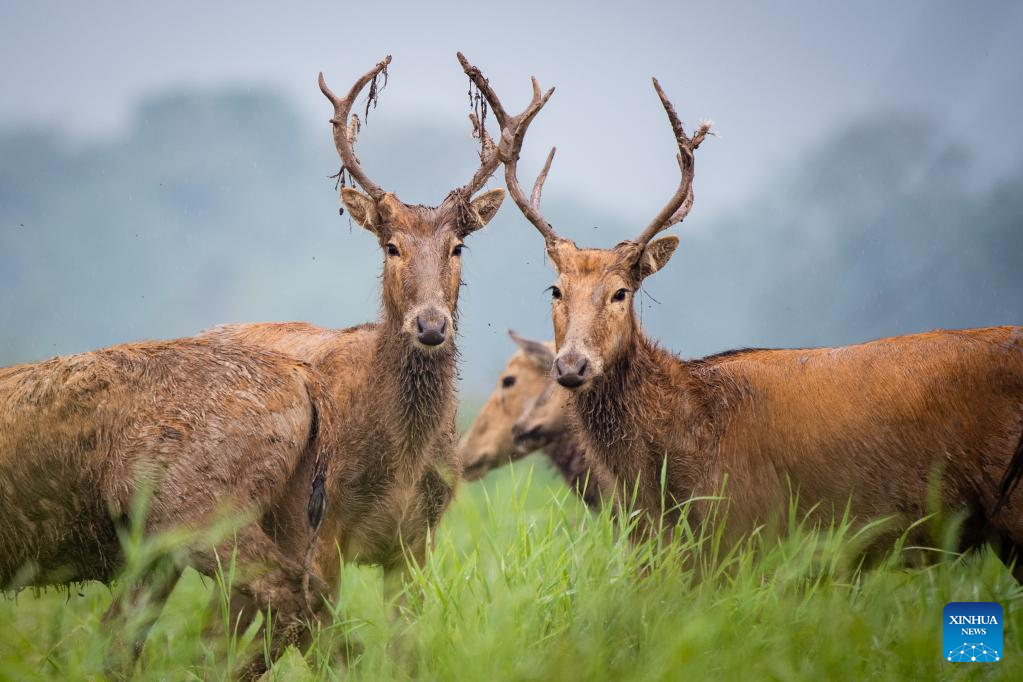 Shishou Milu Deer National Nature Reserve