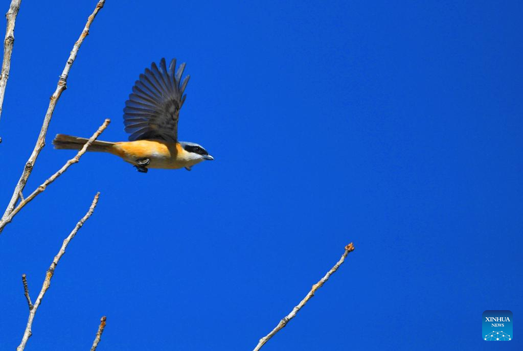 In Pics: Birds seen in Lhasa, SW China’s Tibet