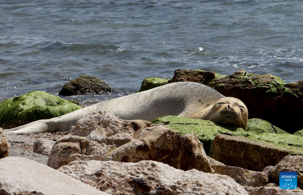 Gallery: Mediterranean monk seal seen in Israel