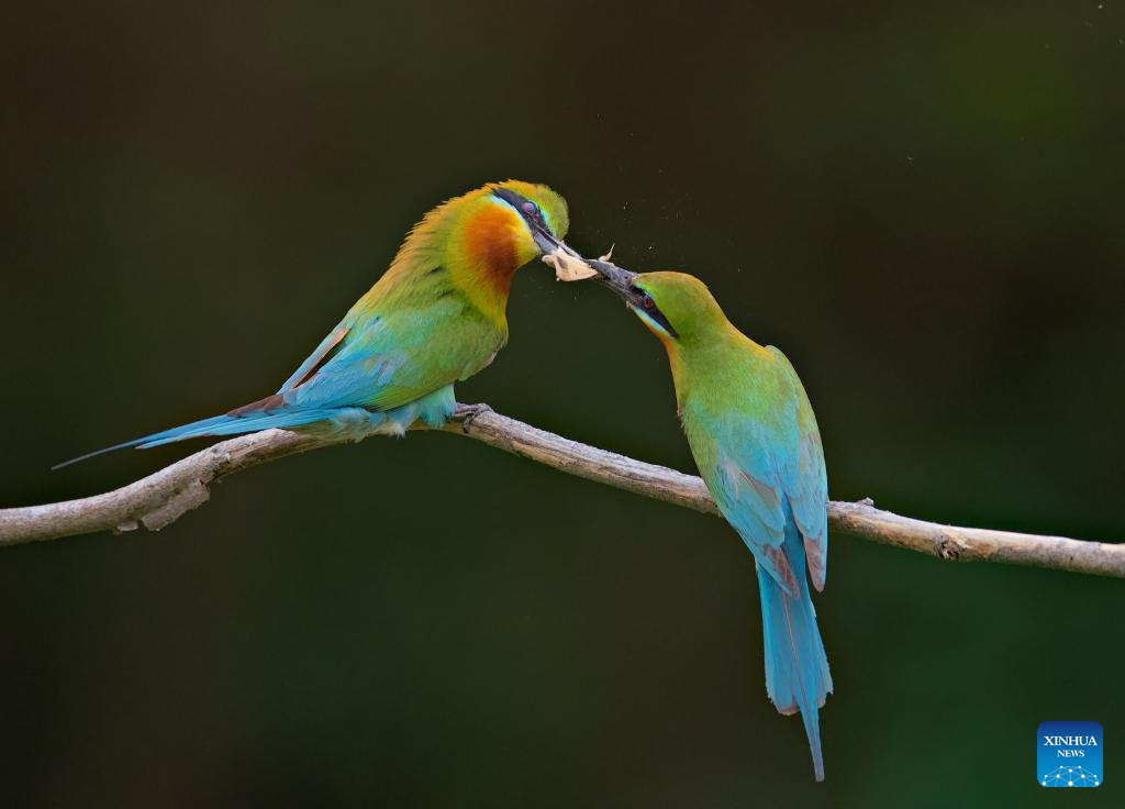 In pics: Blue-tailed bee-eaters in China