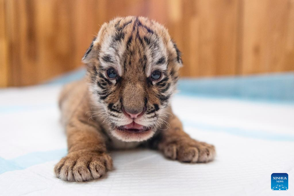 In Pics: Siberian tiger cubs in NE China