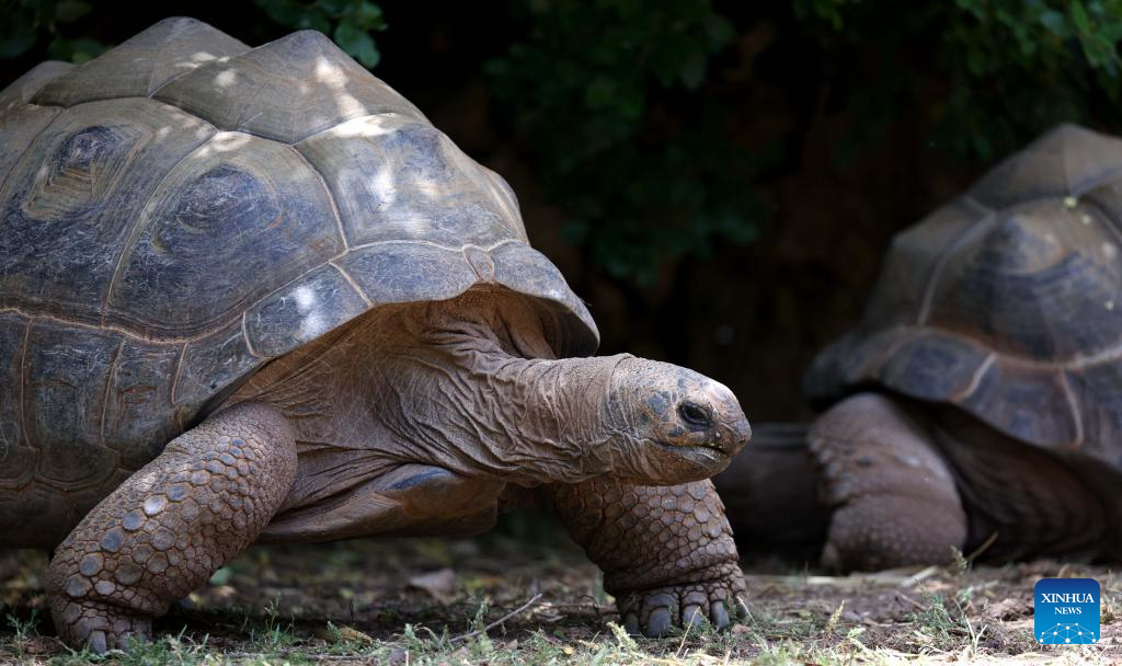 World Turtle Day marked in Jerusalem