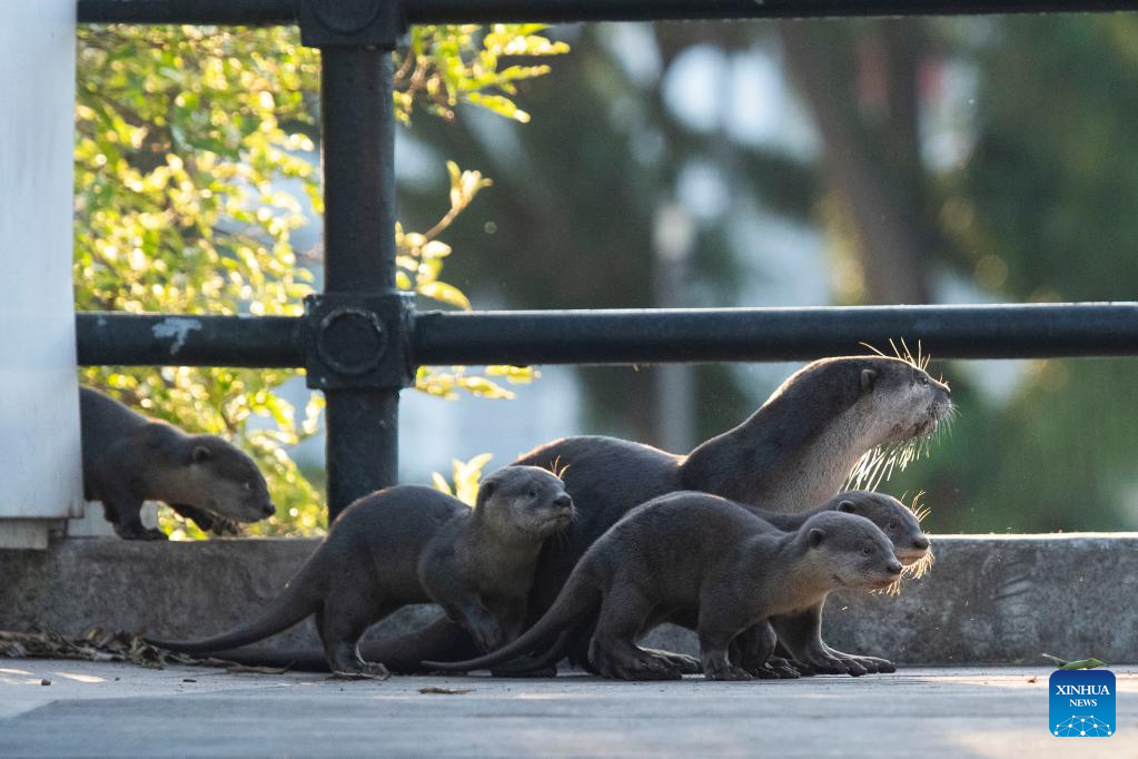 In Pics: World Otter Day marked in Singapore