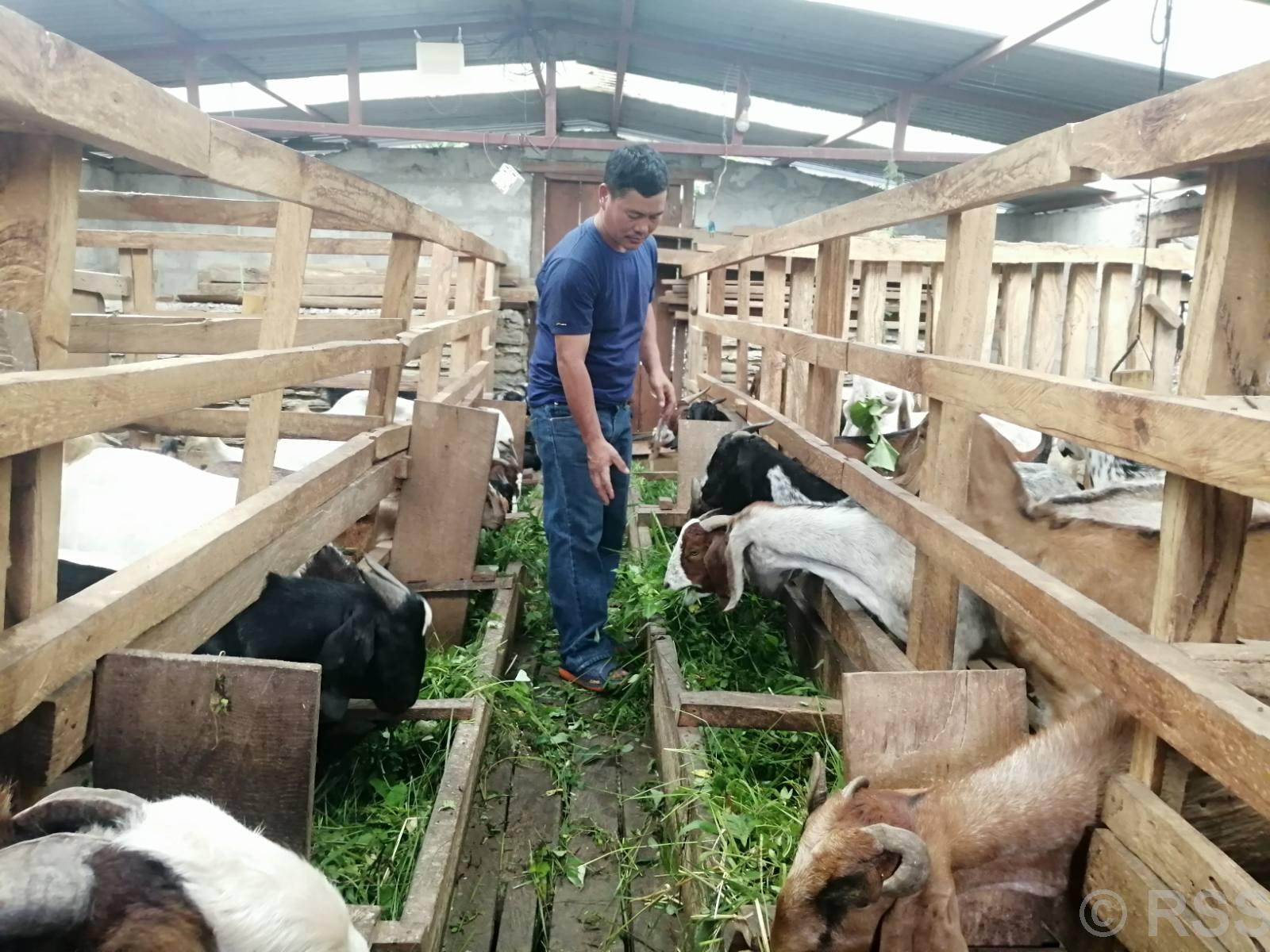 Commercial goat farming flourishes Myagdi village