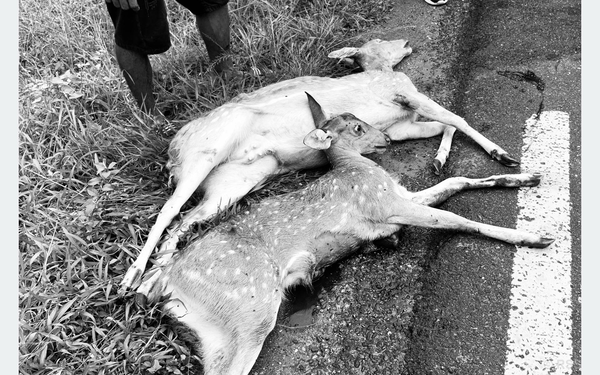 2 deer killed after being hit by a vehicle