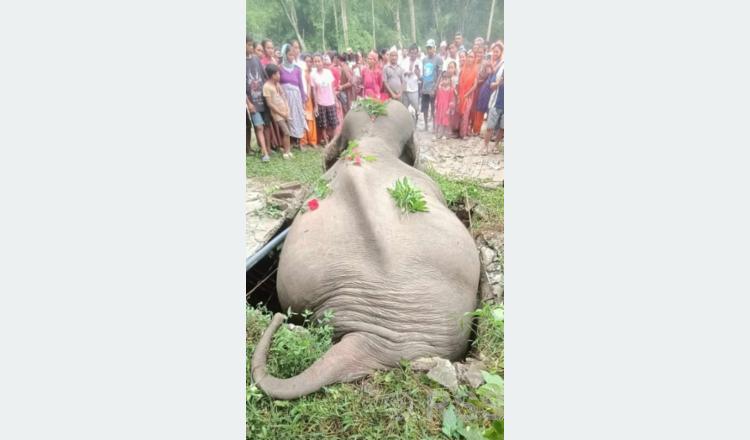 Wild tusker dies after getting stuck in septic tank