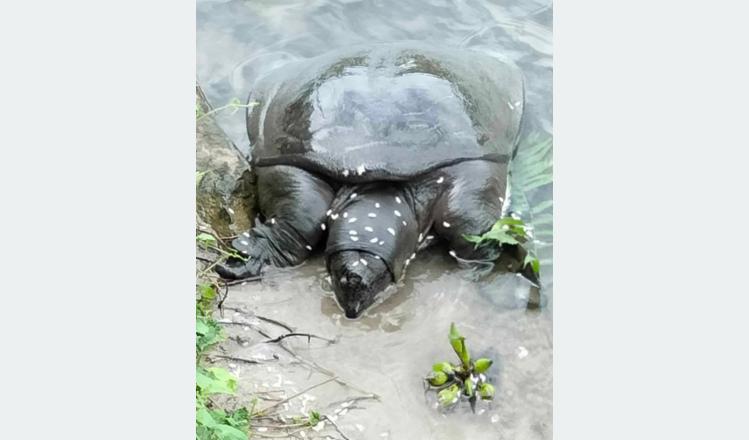 Critically endangered ‘black softshell’ turtle found in Betana