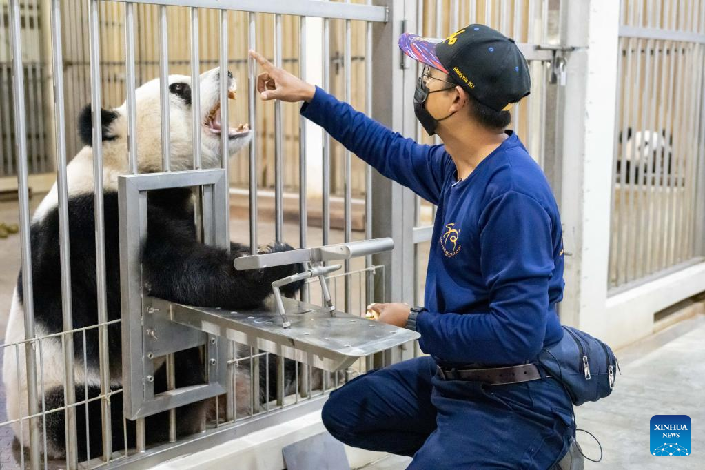 Panda family’s “nanny daddy” in Malaysia