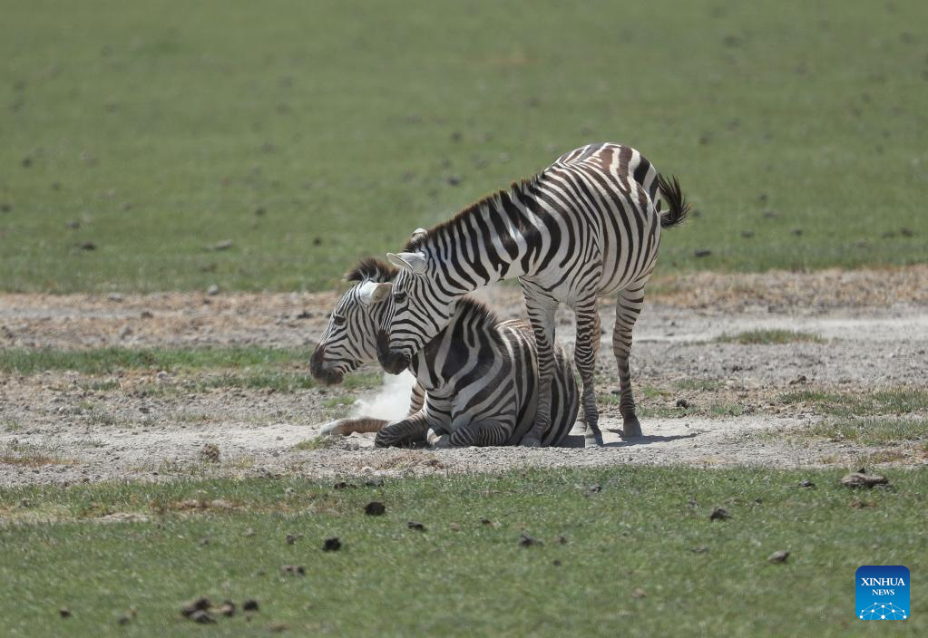 A look at Amboseli national park in Kenya