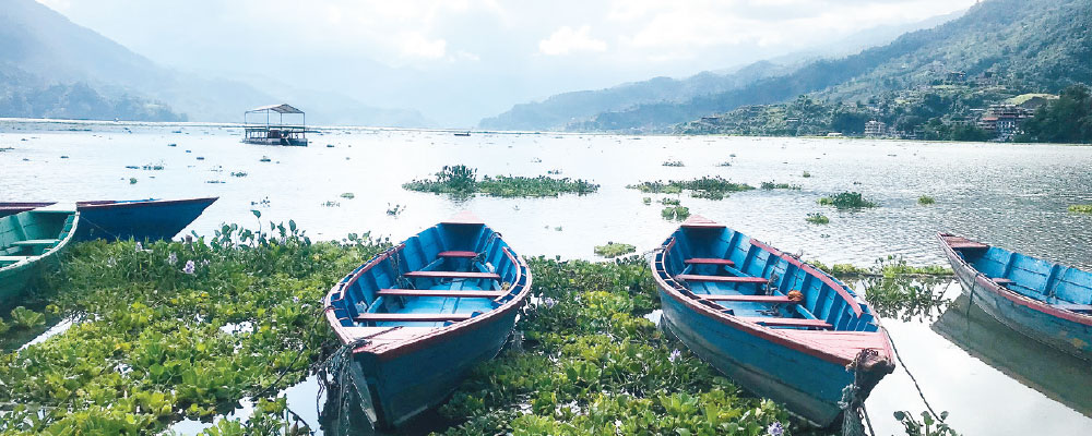 Water hyacinth removed from Phewa Lake