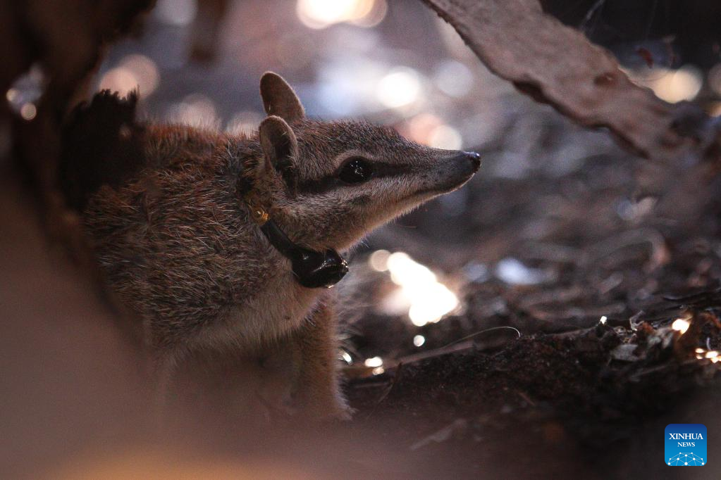 In photos: Cutest Aussie species given new home