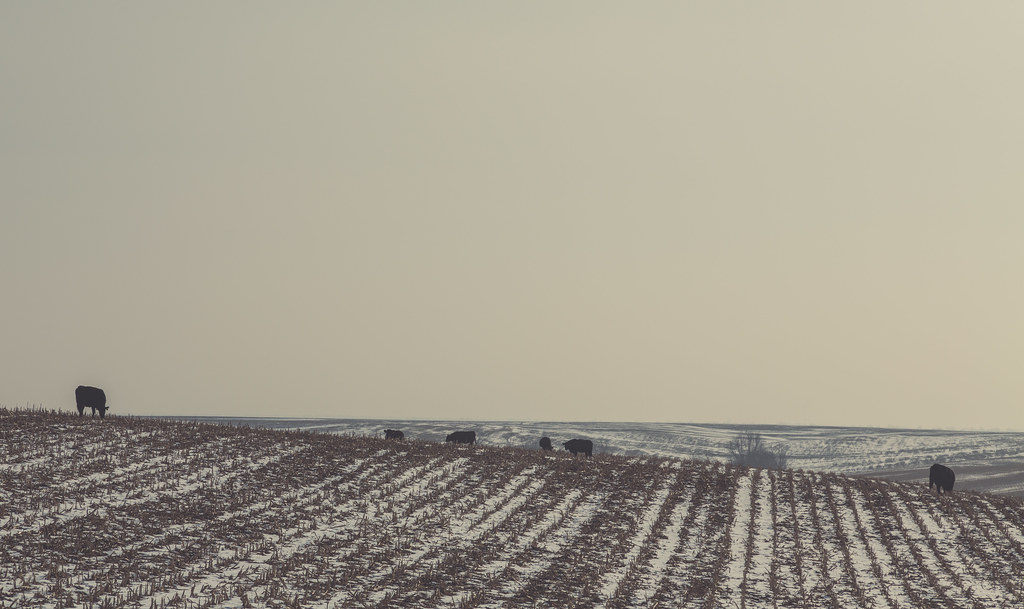 Lack of Snowfall affects winter farming