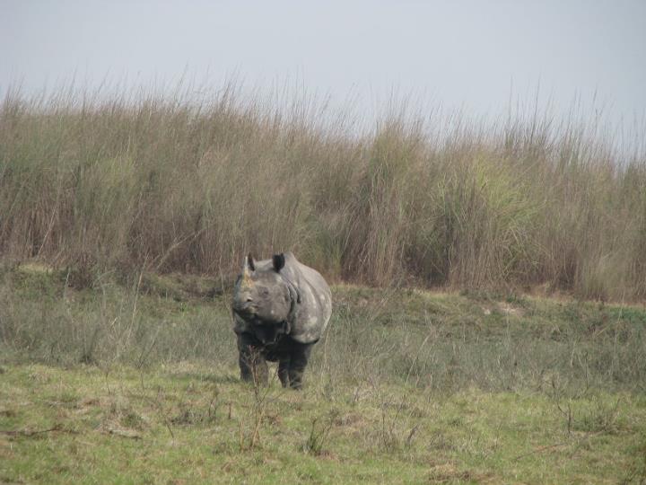 Two rhino calves released into the wild