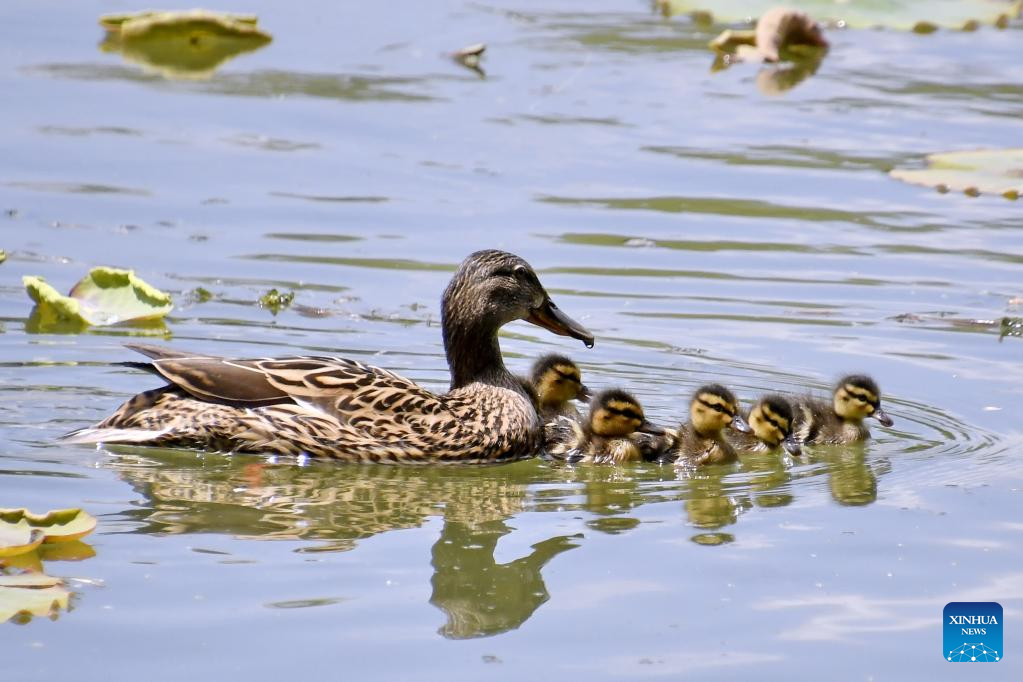 Wild ducks seen in Yuanmingyuan Park