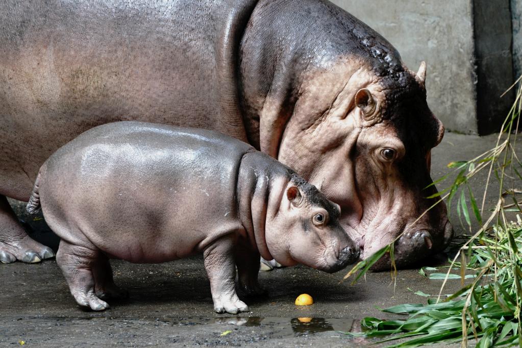 Gallery: Male baby hippo makes public debut