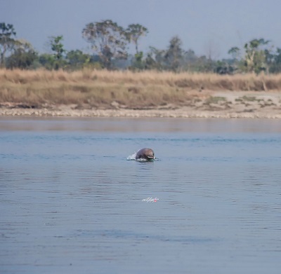 Dolphins seen in Narayani river again