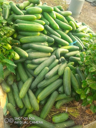 Cucumber farmers making good income