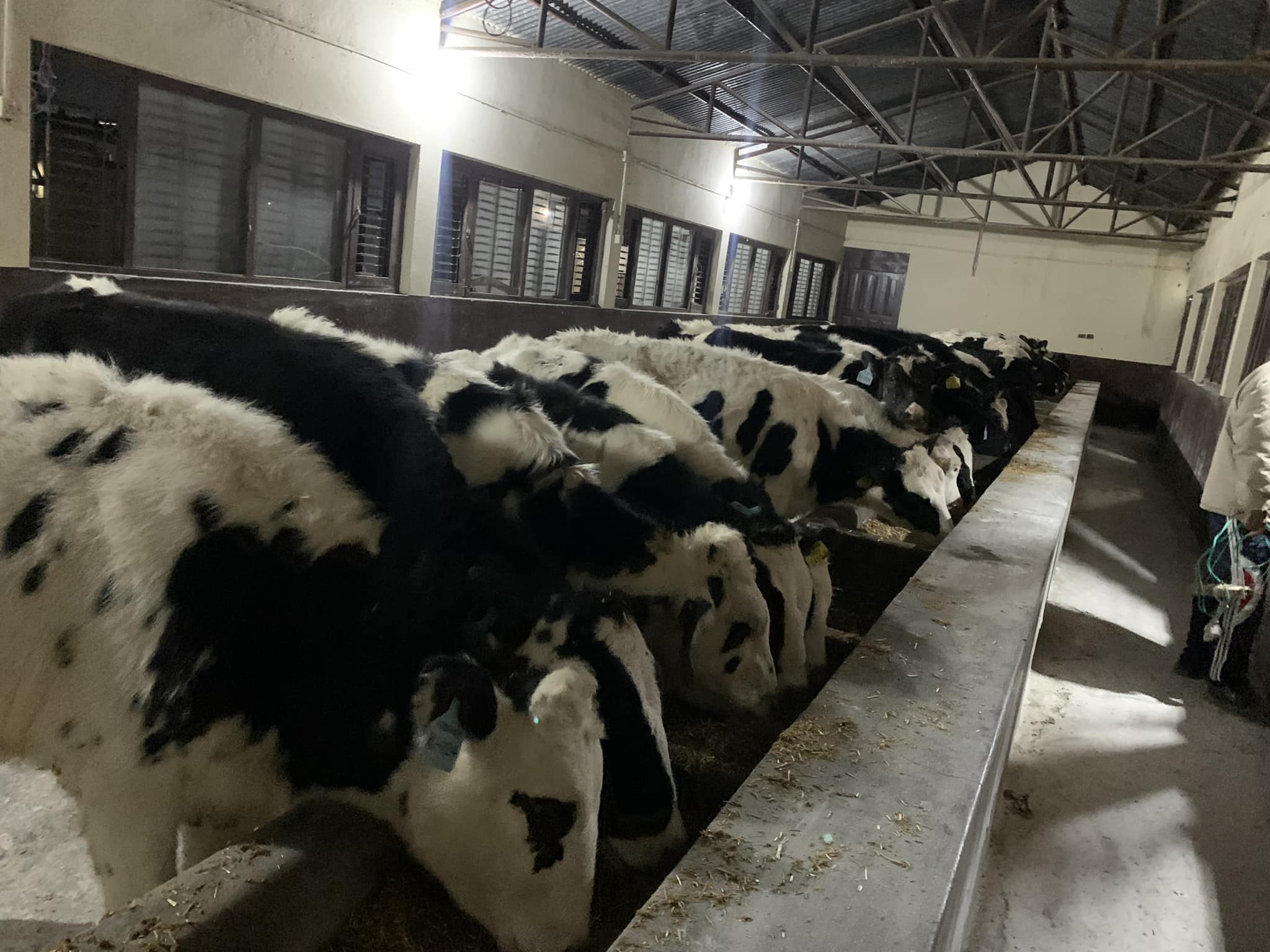 Cows and Bulls arrive from Korea