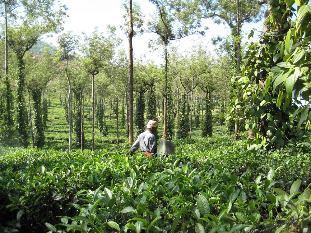 Drought hits cardamom plantation in Taplejung