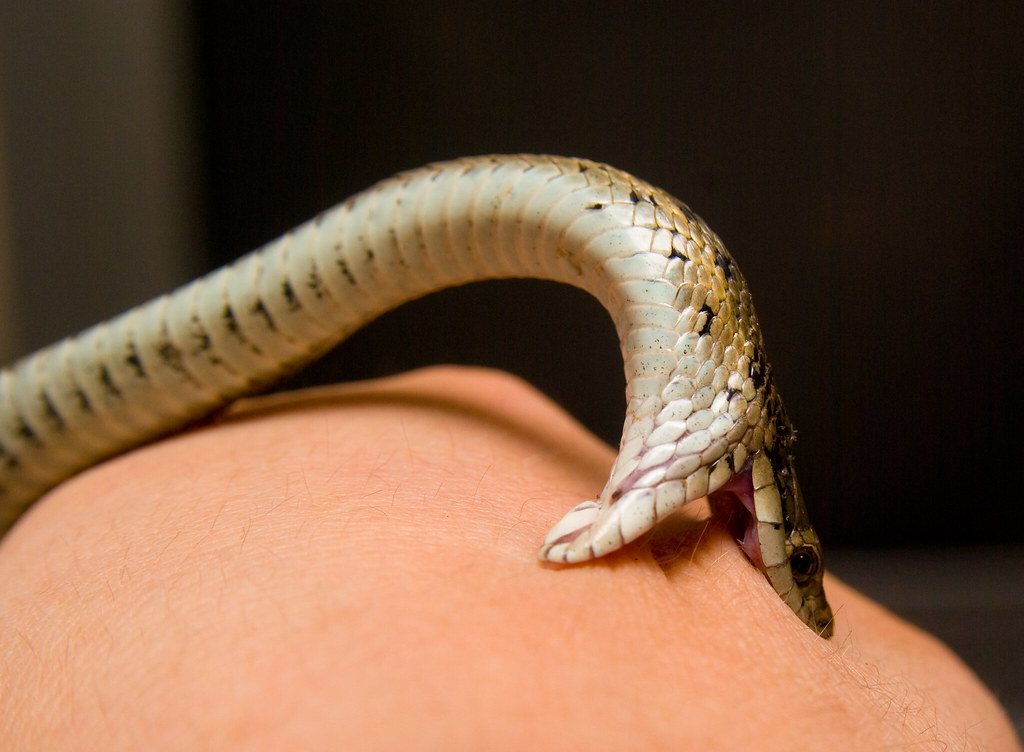 More than 60,000 snakebite patients receive treatment in a year