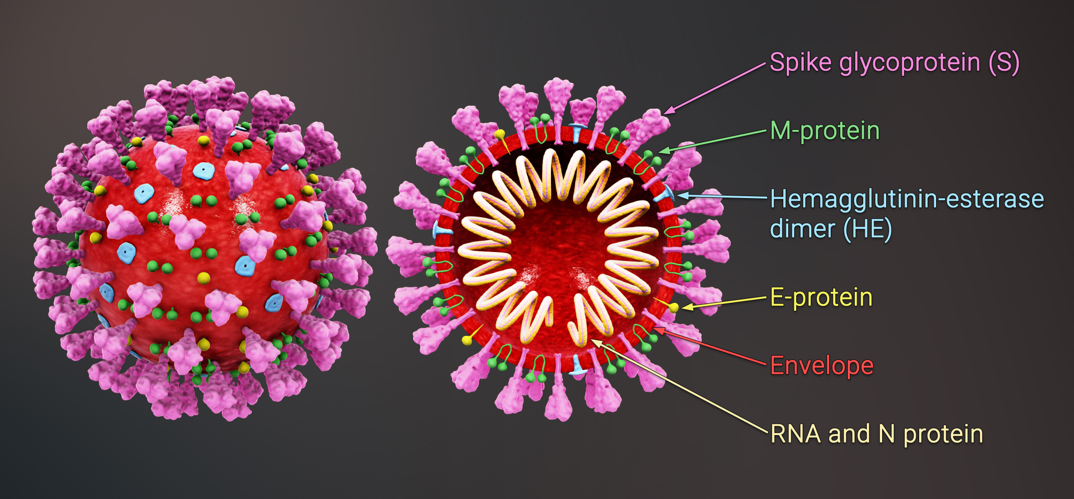 10 new people infected with Coronavirus in Nepal