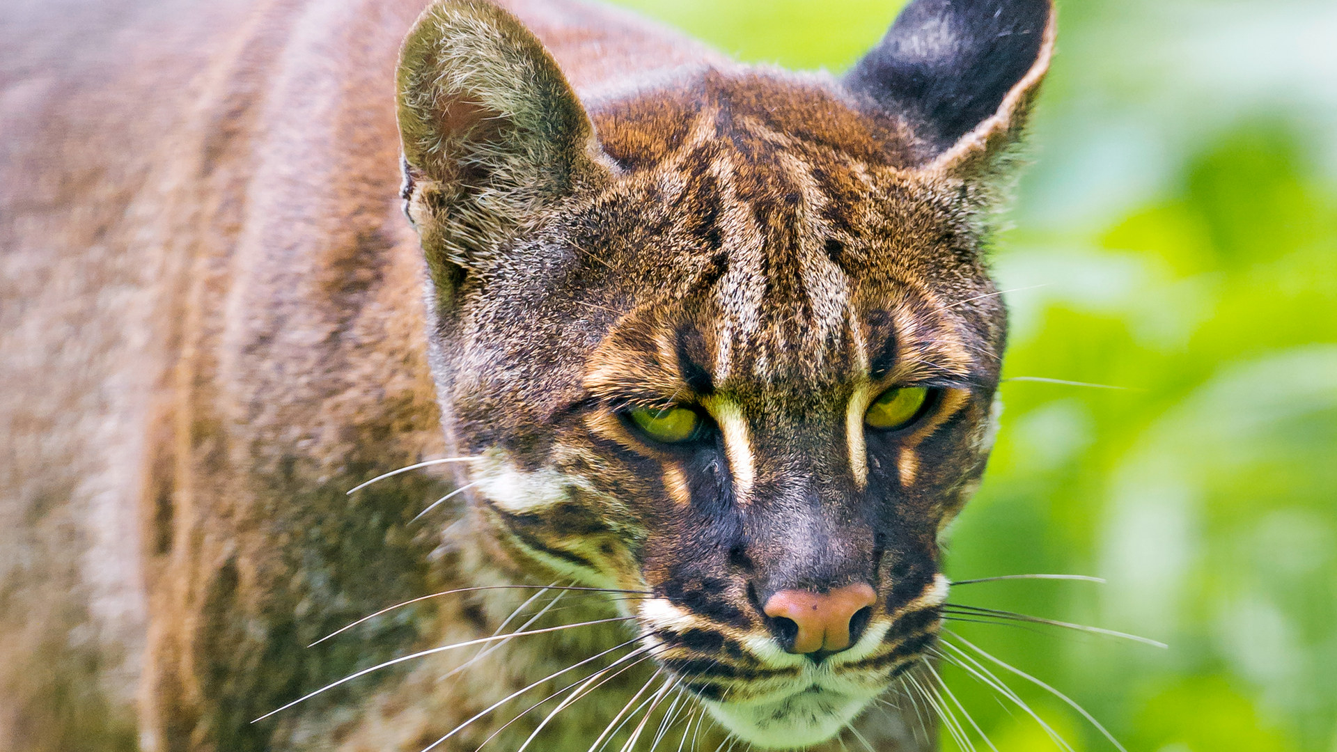 Rare Golden Cat Spotted in Gansu