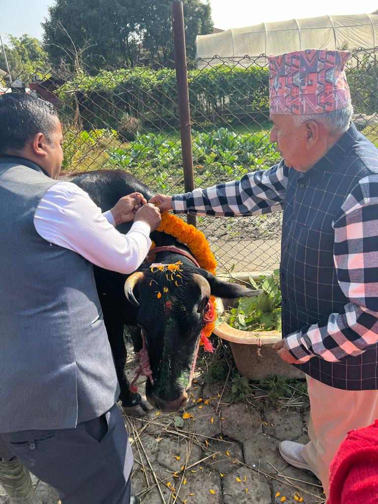 President Paudel performed cow worship