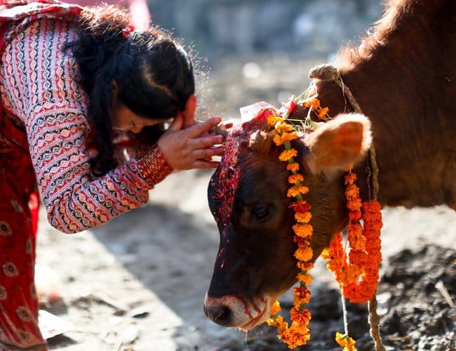 Gai Tihar being observed