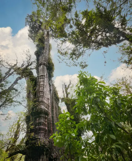 Old tree reveals planet’s secrets