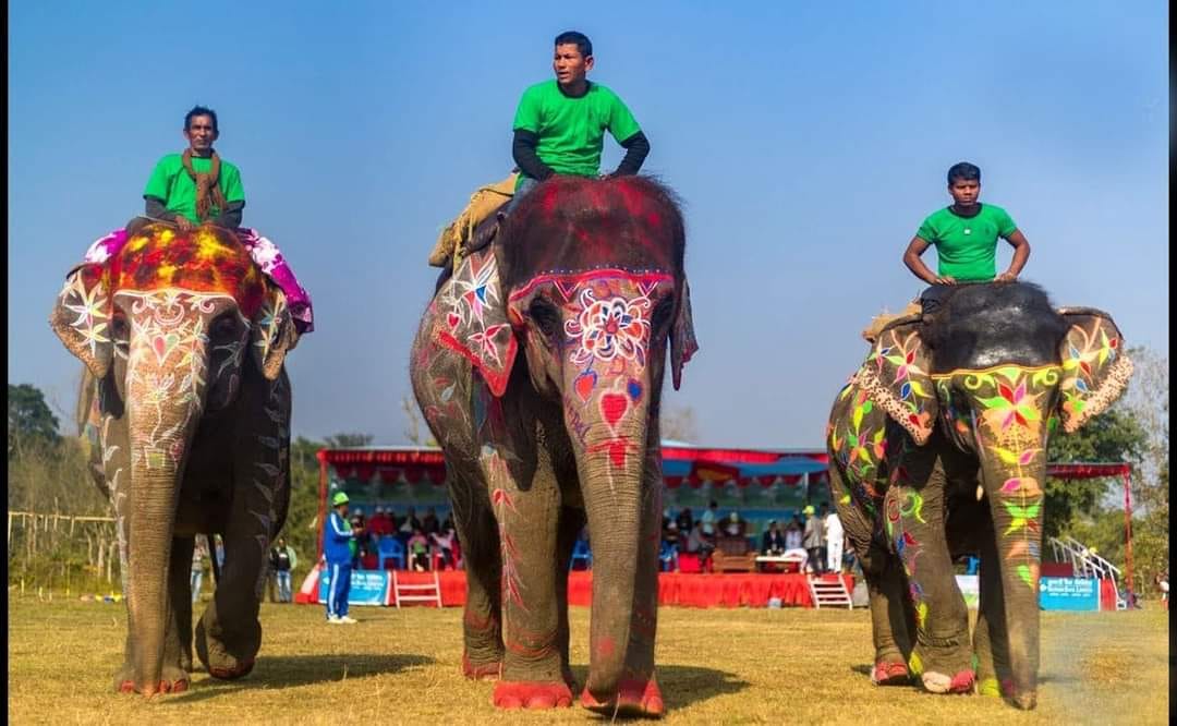 Selfiekali wins Elephant Beauty Contest