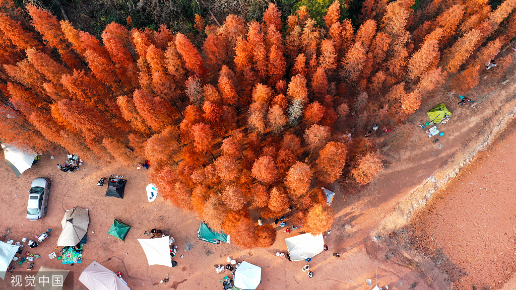 Beautiful redwood forests in Nanchang and Shanghai