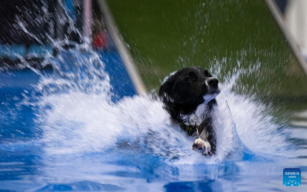 Dog Dock Diving Competition held in Mississauga