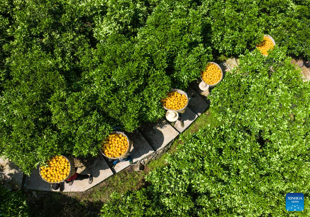 Villagers harvest oranges in Zigui County