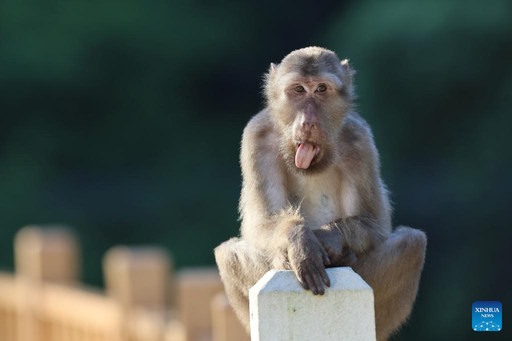 In pics: Tibetan macaques in Wuyishan National Park