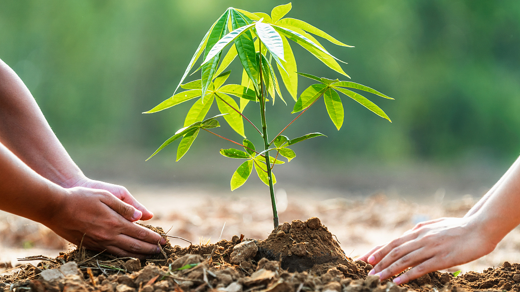 Mongolia Plants Over 20 Million Trees